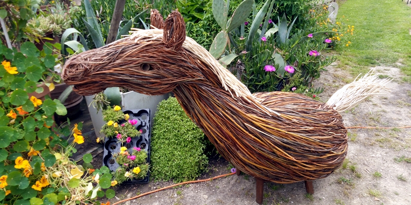 cavallino