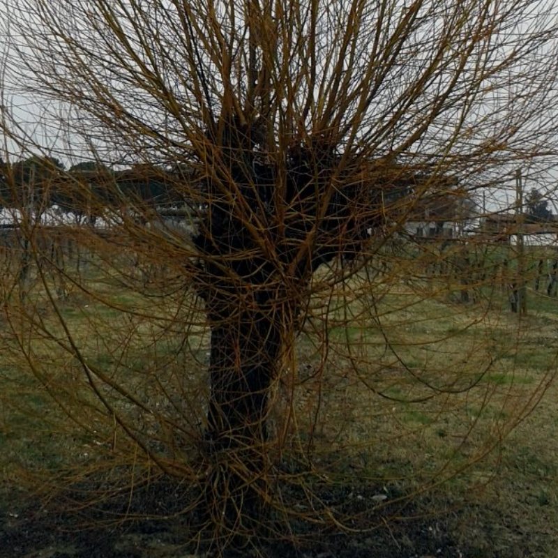 trame del bosco