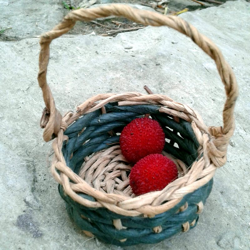 trame del bosco